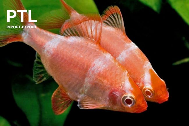 PTL69473 BARBUS TETRAZONA PLATINUM ORANGE